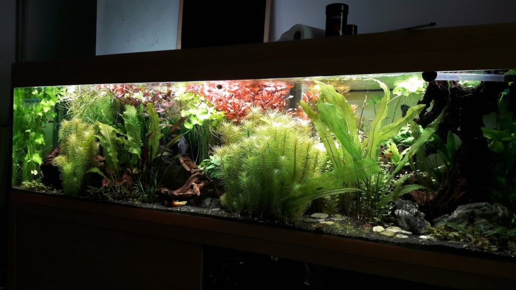 Projets réalisés M.S. Aquarium